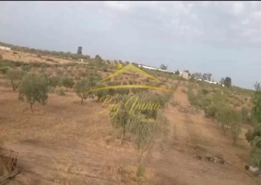 A Vendre Senia 8 hec Kalaa Kbira