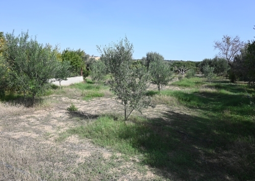 A vendre une ferme à Nabeul