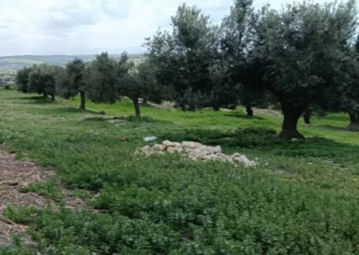 terrain À Vendre à ZAGHOUAN - terrain à vendre - Immobiliere.tn