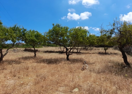 terrain À Vendre à BIZERTE - Terrain a raf raf  9300m² - Immobiliere.tn - Photo 4