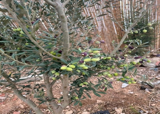 Terrain agricole à vendre