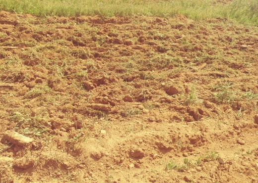 5 hectares terrain agricole nu