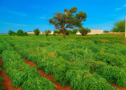 A Vendre Ferme 3 H Menzel Termime