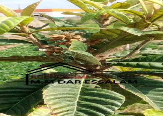 terrain contenant des arbres