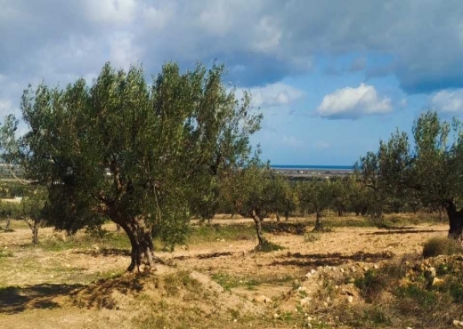 Terrain agricole à vendre
