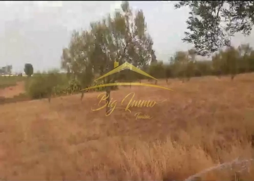 A Vendre Senia 8 hec Kalaa Kbira