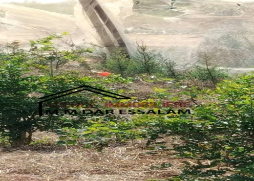 terrain contenant des arbres