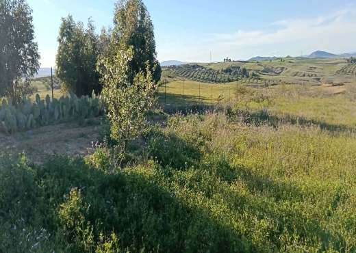 terrain À Vendre à ZAGHOUAN - TERRAIN AGRICOLE A VENDRE - Immobiliere.tn - Photo 2