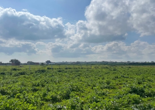 A Vendre Terrain à Dar Alouche