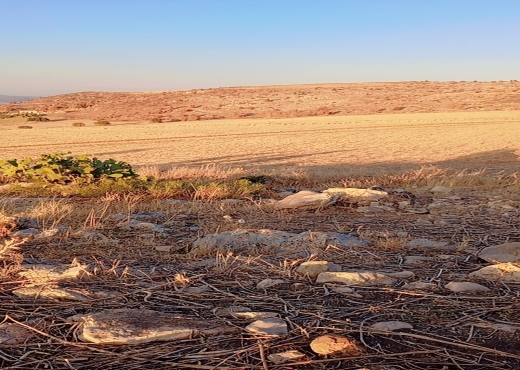 فيرمة عشرون هكتار الانصارين طبربة