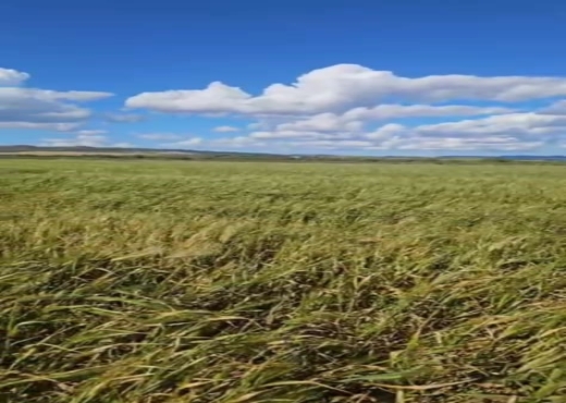terrain agricole