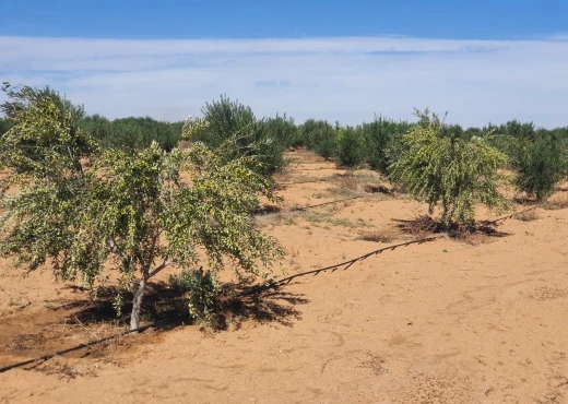terrain À Vendre à SFAX - Terrain 105 hectares - 19000 pieds d'olive - Immobiliere.tn