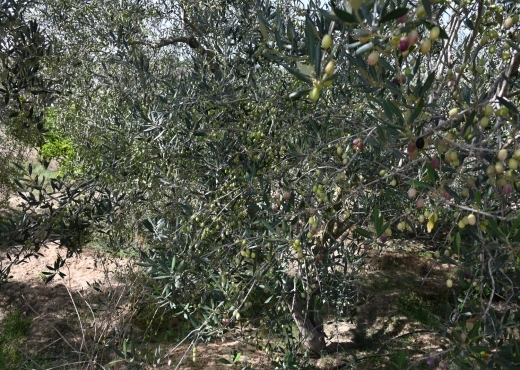 A vendre une ferme à Nabeul