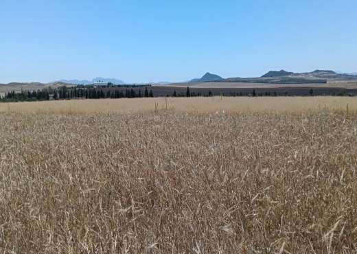 terrain agricole