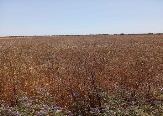 Terrain de 3600 m² à Ariana