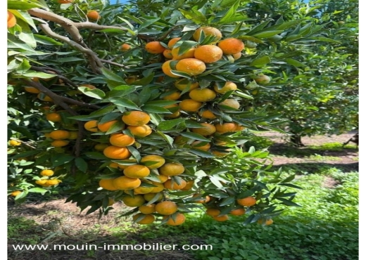 ferme À Vendre à NABEUL - Ferme Beni Khaled 2 T1225 Nabeul - Immobiliere.tn - Photo 6