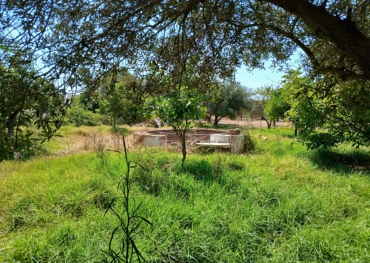 terrain