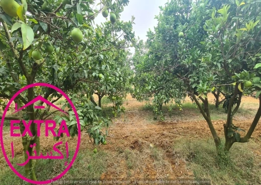 ferme à À Vendre à NABEUL - campagne à ghardaia