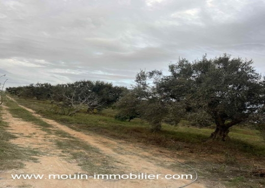 TERRAIN CLAUDIA Douikhla T1219