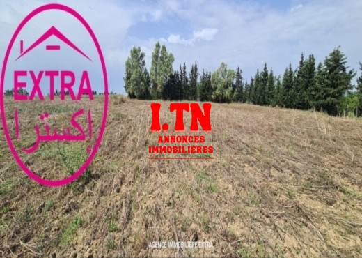 CAMPAGNE A EL MACHROUHA (BOU ARGOU