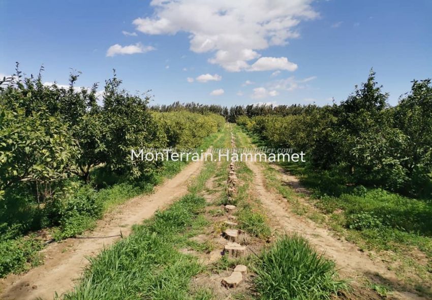 Terrain agricole Beni Wayel Hammamet VT2280