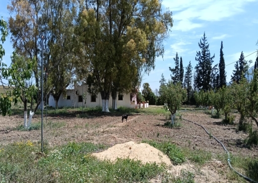 terrain agricole