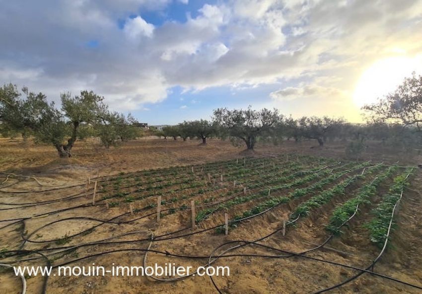 TERRAIN ANNA Hammamet Birbouregba Latrach T1075