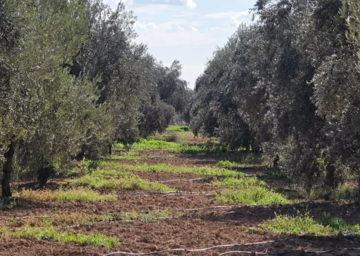 terrain à À Vendre à SFAX - Terrain très rentable