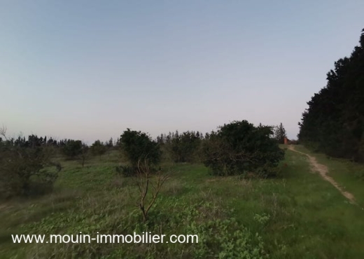 TERRAIN SIDRA Borj Hfaiedh T1199
