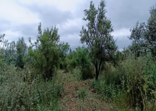 terrain agricole