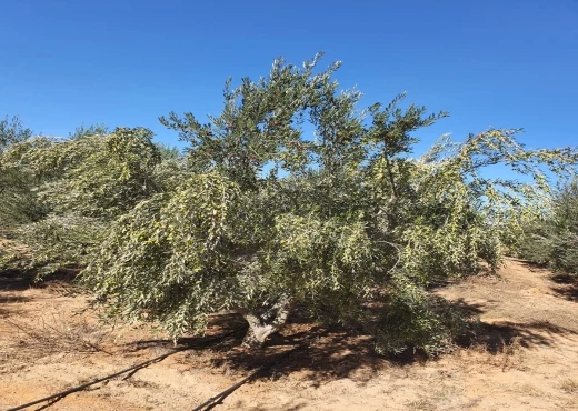 terrain à À Vendre à SFAX - Terrain 105 hectares - 19000 pieds d'olive