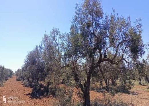 terrain agricole
