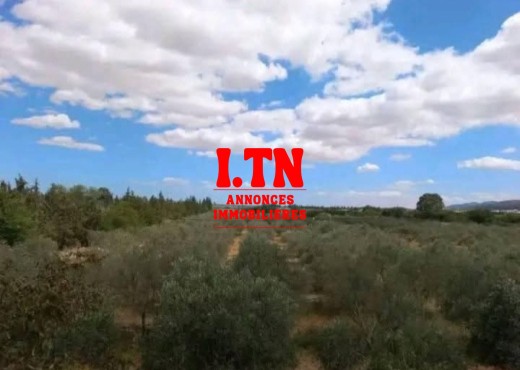 terrain agricole