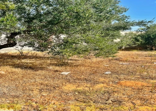 terrain à À Vendre à NABEUL - 🌿 Terrain à vendre – Monchar, Hammamet Sud