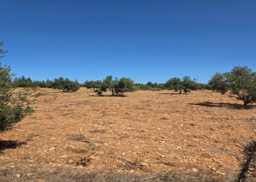 🌳Terrain Agricole à Sidi Bou Ali