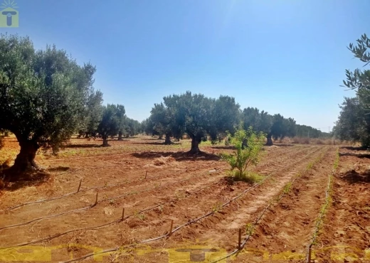 terrain à À Vendre à NABEUL - 🌿 للبيع ضيعة فلاحية بطريق بوفيشة 🌿