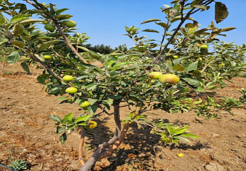 A vendre terrain agricole avec 2 écuries a Khitmine Bizerte