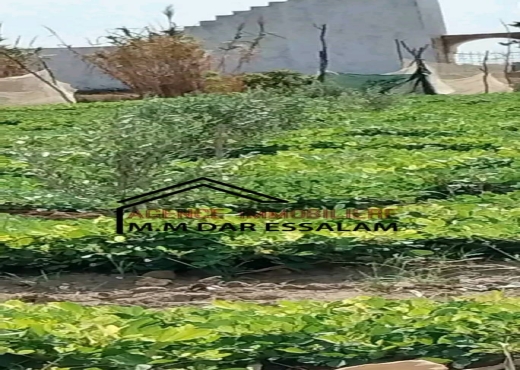 terrain contenant des arbres