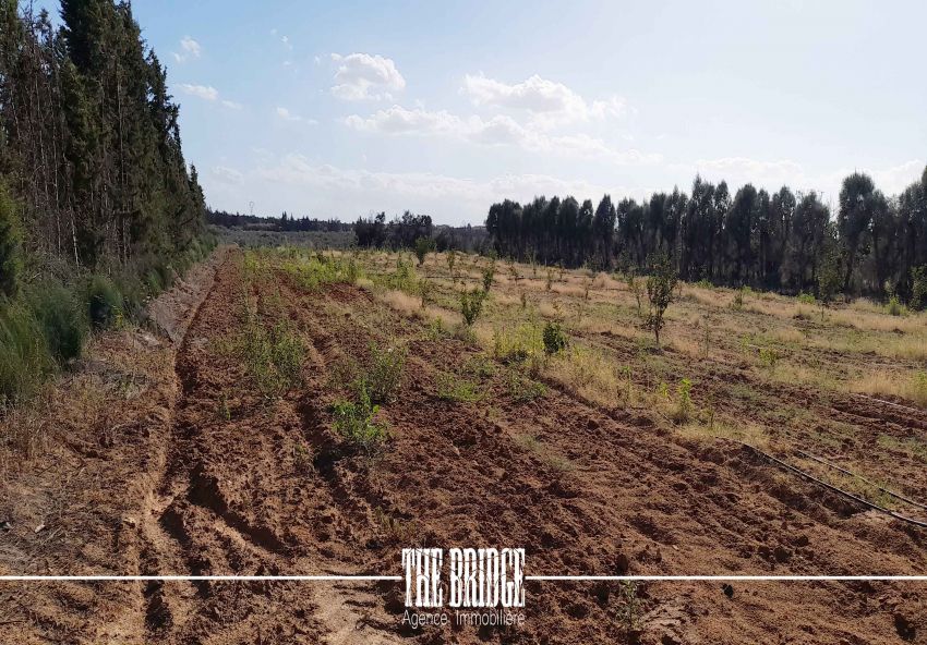 14 hectares à Gobet l’agha