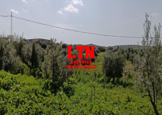 terrain agricole