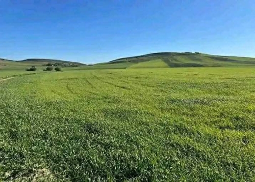 Ferme Oued zarga Béja