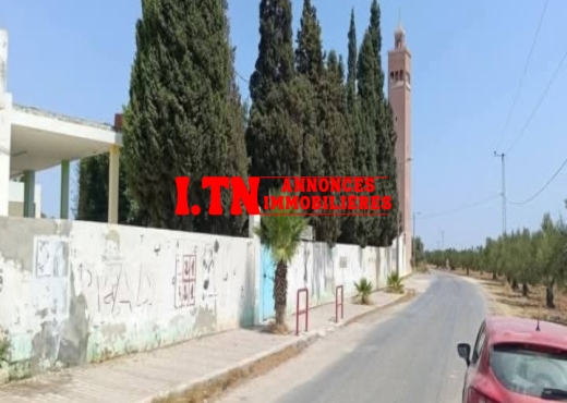 للبيع: 54زيتونة حجم كبير في الشواشين