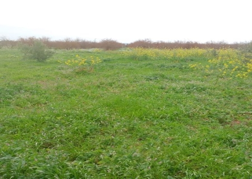 terrain