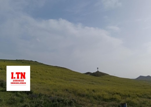 terrain
