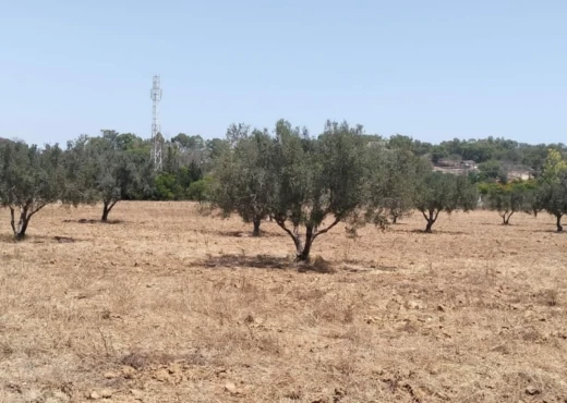 terrain à À Vendre à SOUSSE - terrain agricole à vendre