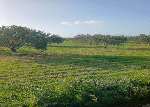 TERRAIN AGRICOLE A VENDRE