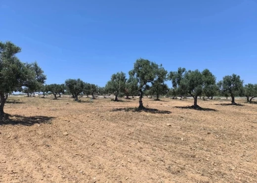 terrain à À Vendre à MONASTIR - A Vendre terrain agricole à Sahline