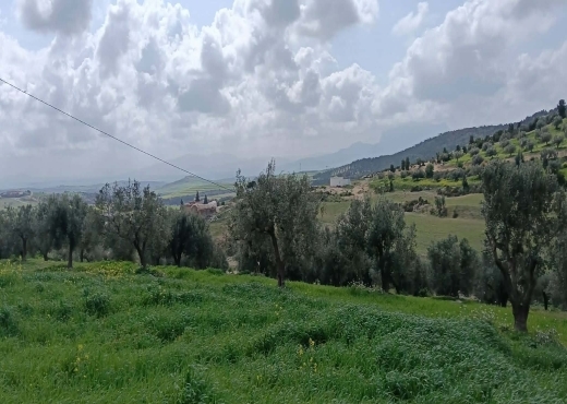 terrain à À Vendre à ZAGHOUAN - terrain agricole à vendre +maison