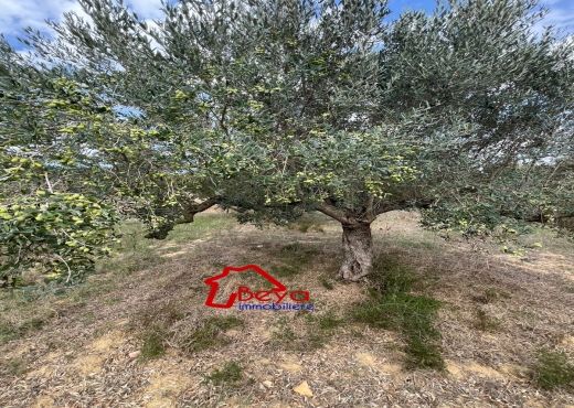 5000 m² clôturé