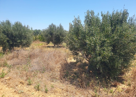 terrain a vendre